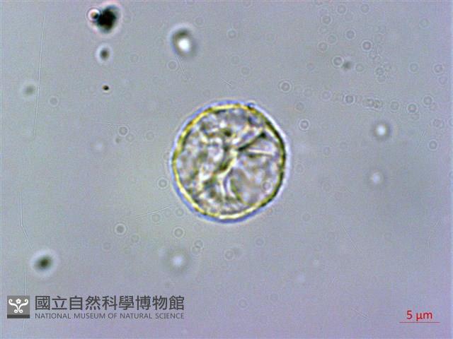 赤車使者藏品圖，第1張