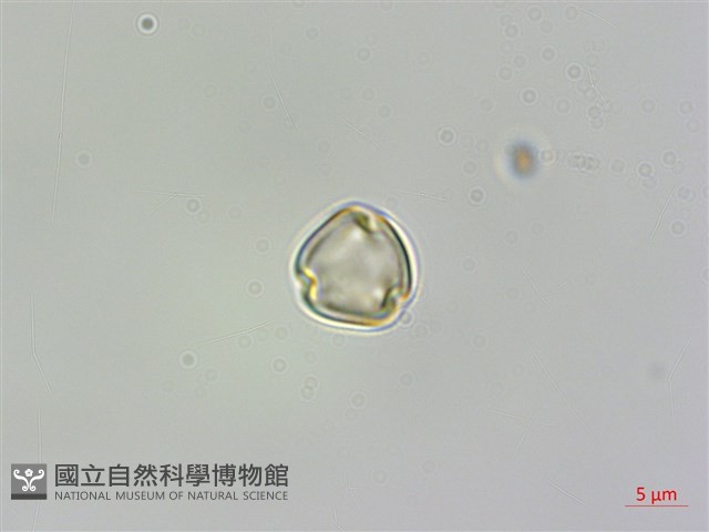 雨傘仔藏品圖，第1張