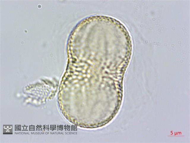 柳葉鱗球花藏品圖，第2張