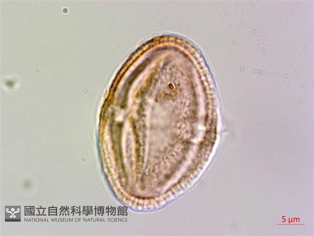 繩黃麻藏品圖，第1張