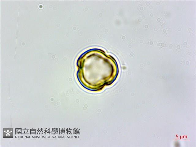 登錄號:S161822藏品圖，第1張