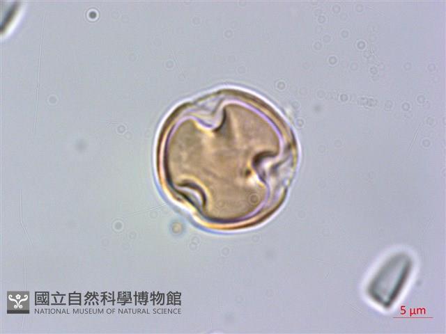 華南毛柃藏品圖，第1張