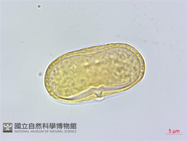 登錄號:S162202藏品圖，第1張
