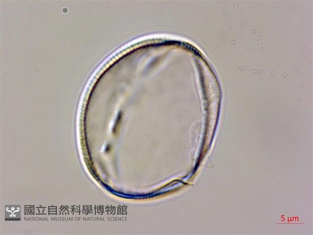 琉球鈴木草藏品圖，第1張