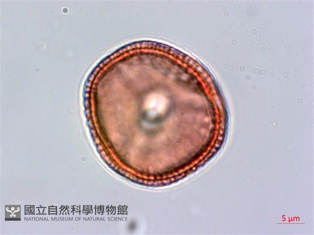 臺灣鱗球花藏品圖，第2張