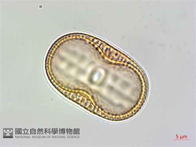 狹葉爵床藏品圖，第2張