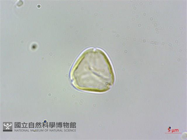 蘭嶼赤楠藏品圖，第2張