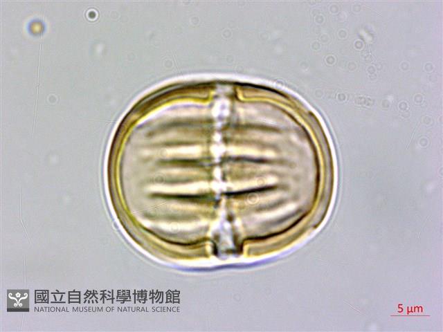 圓錐花遠志藏品圖，第1張