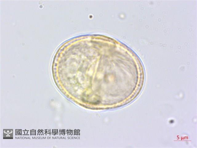 中華天胡荽藏品圖，第1張