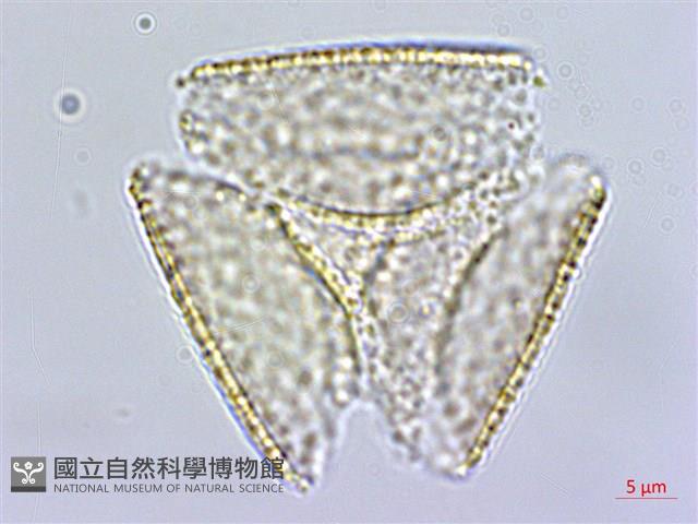 銀蓮花藏品圖，第1張