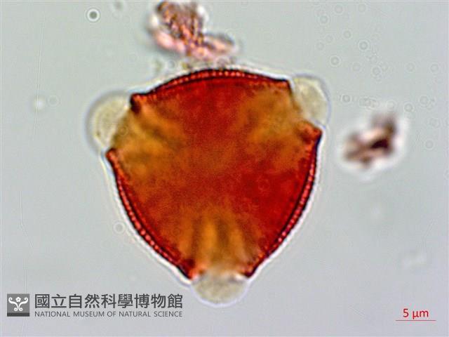 交趾衛矛藏品圖，第1張