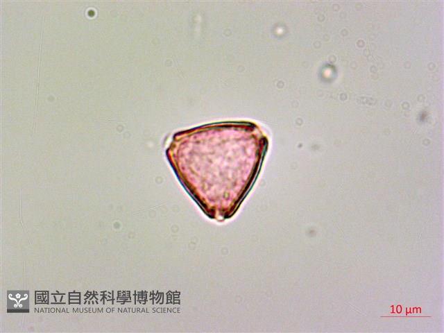 呂宋毛蕊木藏品圖，第2張