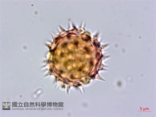 鬼針藏品圖，第1張