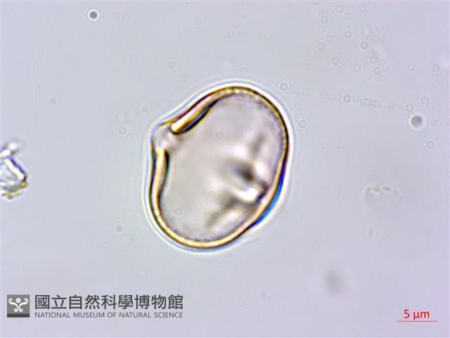 蘭嶼百脈根藏品圖，第2張