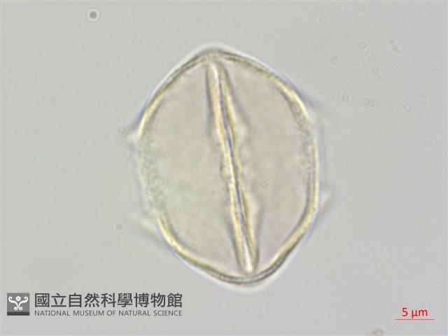 登錄號:S111332藏品圖，第1張