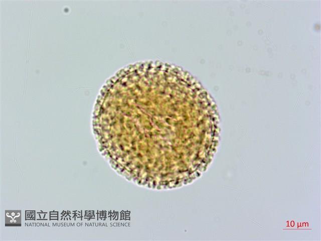 結香藏品圖，第1張