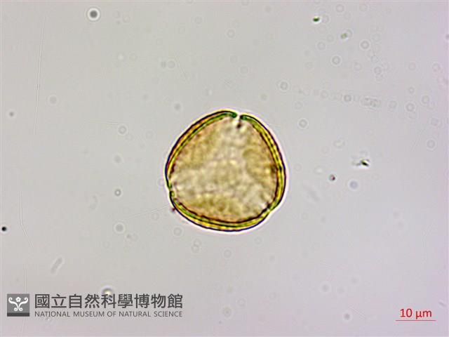 高氏桑寄生藏品圖，第1張