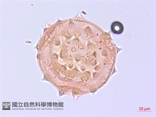 登錄號:S095832藏品圖，第1張