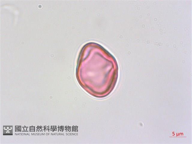 紫蘇草藏品圖，第1張