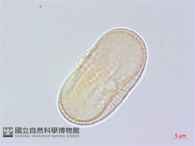 雪珠花藏品圖，第1張