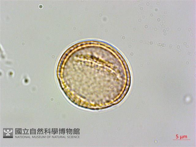 厚葉鐵線蓮藏品圖，第2張
