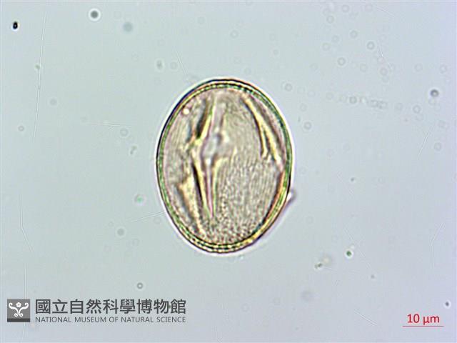 台北肺形草藏品圖，第1張