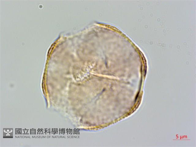 恆春厚殼樹藏品圖，第1張