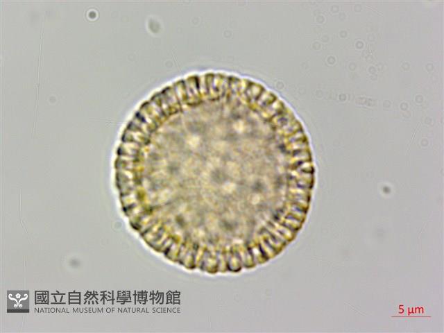 南嶺蕘花藏品圖，第1張