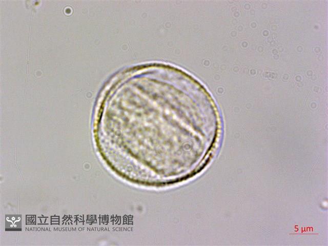 柚葉藤藏品圖，第2張