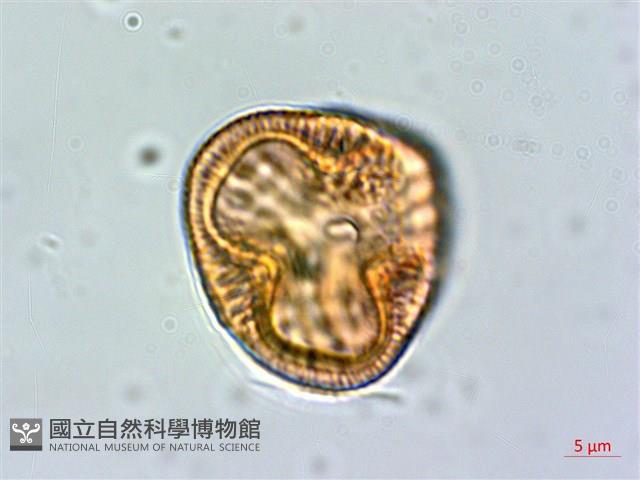 爵床藏品圖，第1張