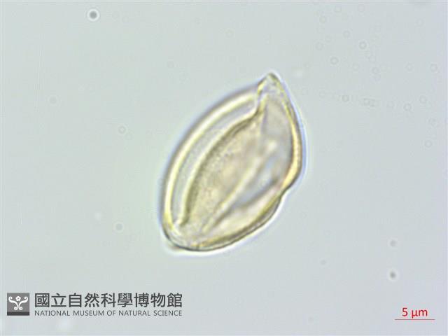 通條樹，喜馬山旌節花藏品圖，第1張