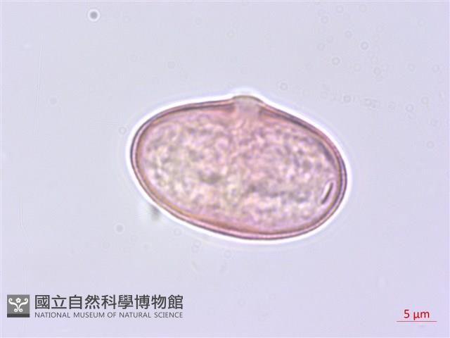 水芹菜藏品圖，第1張