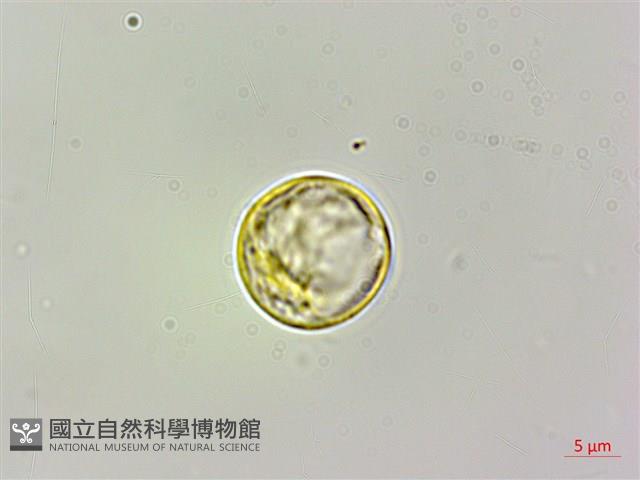 艾麻藏品圖，第1張