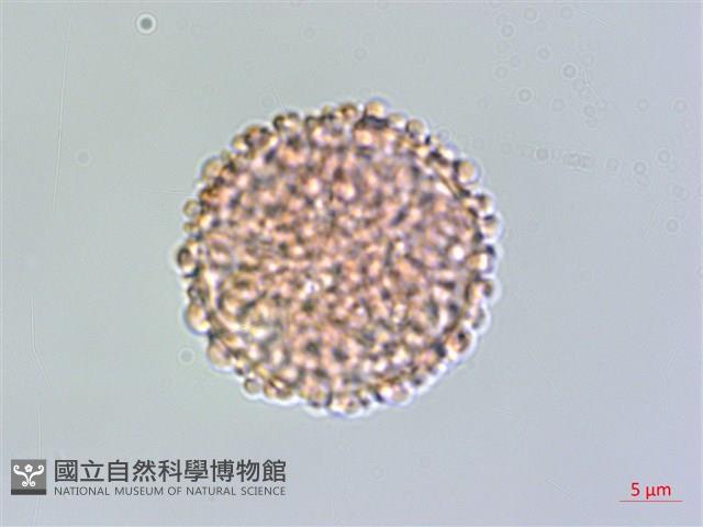 琉球黃楊藏品圖，第1張