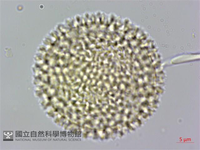 臺灣瑞香藏品圖，第1張