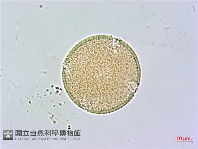 皮孫木藏品圖，第2張