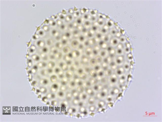 臺灣擦樹藏品圖，第2張