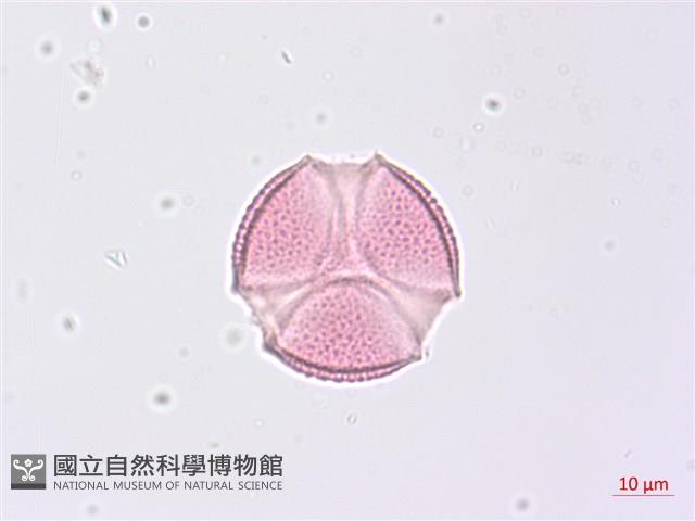 野鴉椿藏品圖，第2張