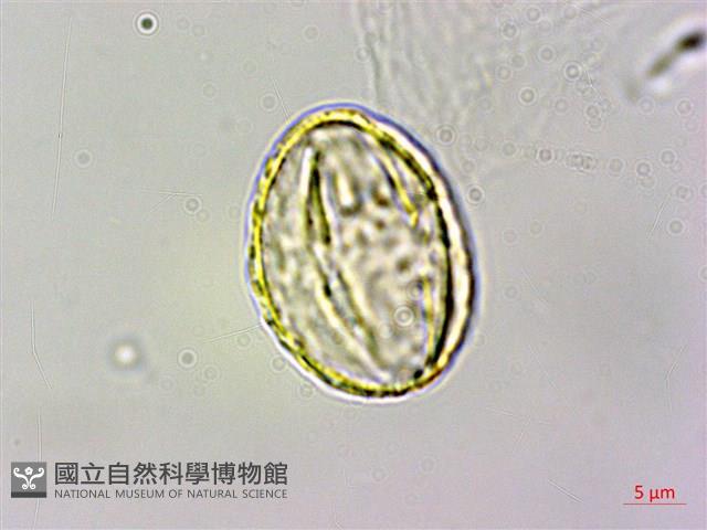 臺灣繡線菊藏品圖，第2張