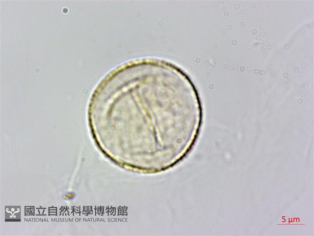 登錄號:S141242藏品圖，第1張