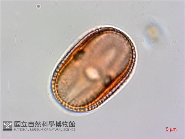 臺灣鱗球花藏品圖，第2張