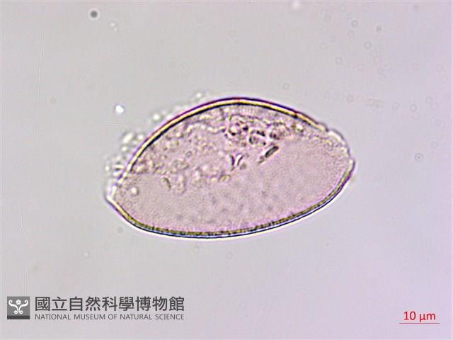 臺灣油點草藏品圖，第2張