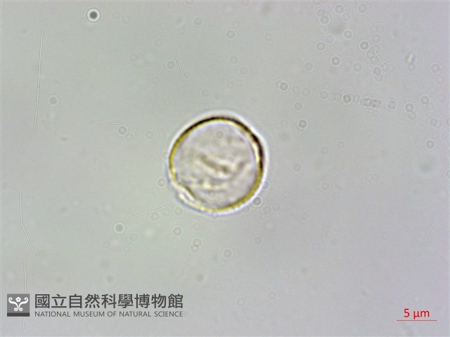 短角冷水麻藏品圖，第1張