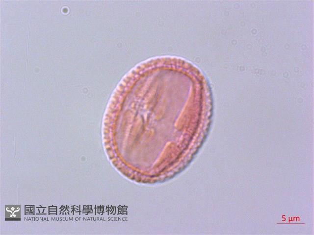 清風藤藏品圖，第1張