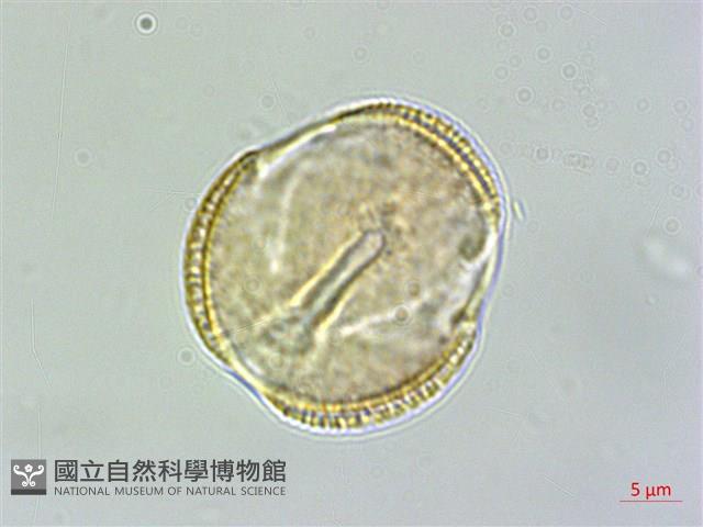 Accession Number:S086372 Collection Image, Figure 1, Total 3 Figures