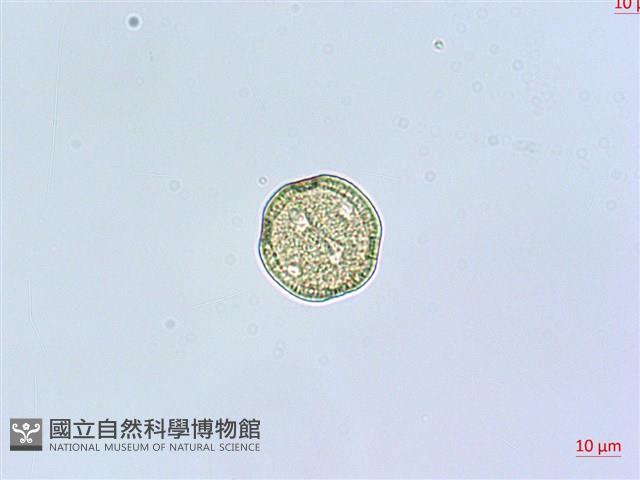 狗筋蔓藏品圖，第2張