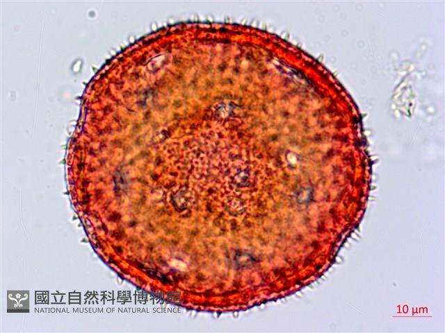 縮葉黃細心藏品圖，第1張