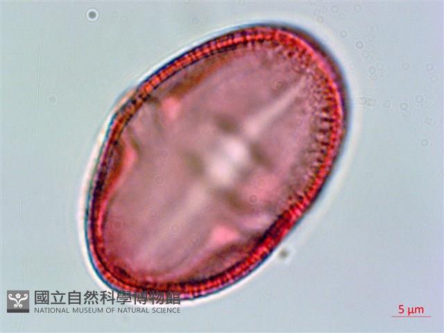 垂桉草藏品圖，第1張