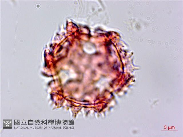 細葉假黃鵪菜藏品圖，第2張
