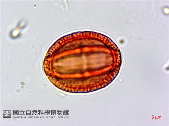 濱大戟藏品圖，第2張